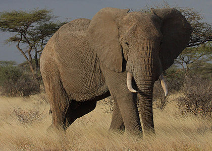 Африканский слон
