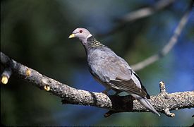 Полосатохвостый голубь (Patagioenas fasciata)
