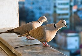 Кольчатая горлица (Streptopelia decaocto)