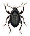 Enoplopus velikensis