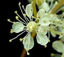 Filipendula ulmaria, цветок крупным планом