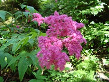 Filipendula purpurea, соцветие крупным планом