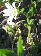 Cerastium arcticum