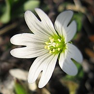 Cerastium arcticum