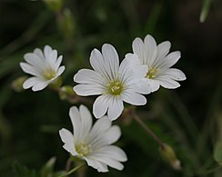 Cerastium arvense