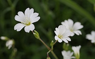 Cerastium arvense