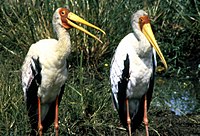 Африканский клювач (Mycteria ibis)