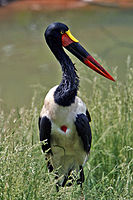 Седлоклювый ябиру (Ephippiorhynchus senegalensis)