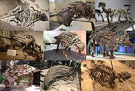 Разнообразие анкилозавров, слева направо. 1-й ряд: Liaoningosaurus, Edmontonia, Tianzhenosaurus; 2-й ряд: Gargoyleosaurus, Scolosaurus, Denversaurus; 3-й ряд: Gastonia, Borealopelta, Akainacephalus.