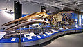 Скелет синего кита (в начале 2000 г. был вывешен в стеклянной башне).