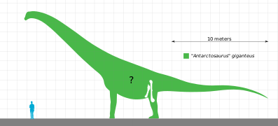 Возможный размер "A." giganteus; точные размеры и пропорции животного являются дискуссионными