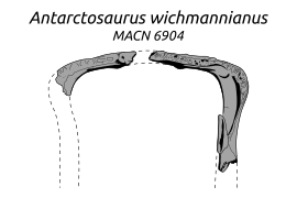 «Квадратные» (L-образные) зубные кости, которые фон Хюне приписал к A. wichmannianus