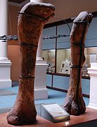 Бедренные кости "A." giganteus, Музей Ла-Платы