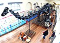 В главном зале естественной истории Museo Nacional de Ciencias Naturales Мадрида