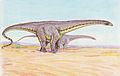 Diplodocus longus