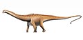 Diplodocus carnegii