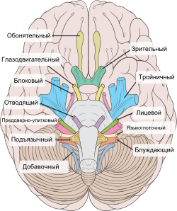 Схема мозга, ствола мозга и черепных нервов
