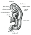 Эмбрион (возраст 18—21 день).