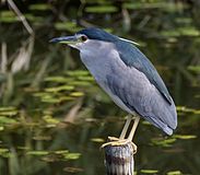 N. n. nycticorax