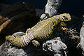 Uromastyx geyri обитает в Сахаре