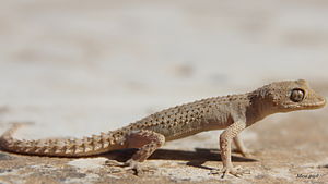 Mediodactylus heterocercus