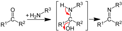 Механизм образования иминов