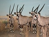 Зал млекопитающих Африки Карла Эйкли