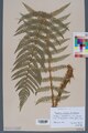 Гербарный образец папоротника Polystichum setiferum