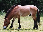 Саврасая лошадь Пржевальского