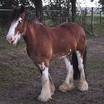 Лошадь породы клейдесдаль гнедо-пегой масти типа сабино