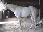 Белорождённая лошадь