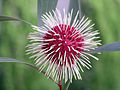 Цветок Hakea laurina