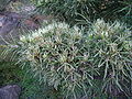 Hakea corymbosa