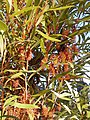 Hakea archaeoides