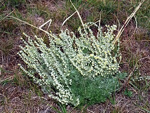 Artemisia frigida