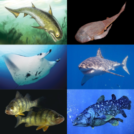 1-й ряд (вымершие классы): Nerepisacanthus denisoni (акантоды), Bothriolepis canadensis (плакодермы); 2-й ряд (хрящевые рыбы): Manta (Mobula) alfredi (скаты), белая акула (акулы); 3-й ряд (костные рыбы): жёлтые окуни (лучепёрые рыбы), Latimeria chalumnae (лопастепёрые рыбы)