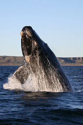 Южный гладкий кит вблизи полуострова Вальдес, Аргентина