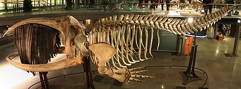 Скелет южного гладкого кита
