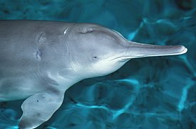 Цици[zh] — последняя особь китайского речного дельфина, содержавшаяся в неволе