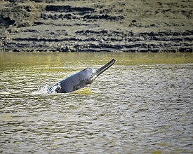 Гангский дельфин (Platanista gangetica)
