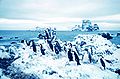 Пингвины Адели на мысе Геддес в 1962 году