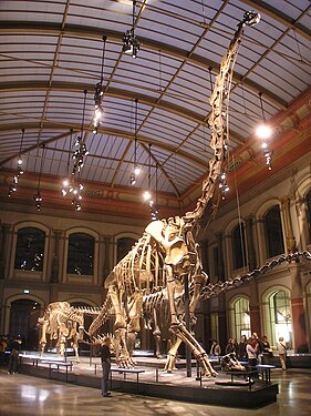 Скелет в Берлинском музее