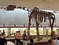 Скелет индрикотерия в Палеонтологическом музее имени Ю. А. Орлова