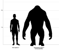 Человек в сравнении с Gigantopithecus blacki