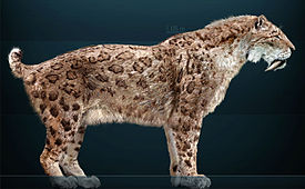 Smilodon fatalis, реконструкция