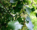 Липа сердцевидная (Tilia cordata)