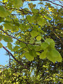 Липа крупнолистная (Tilia platyphyllos)