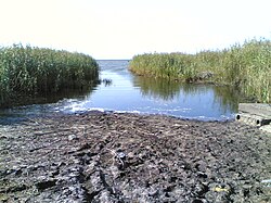 Берег у д. Молгово с типичными для Псковского озера густыми зарослями на отмели.