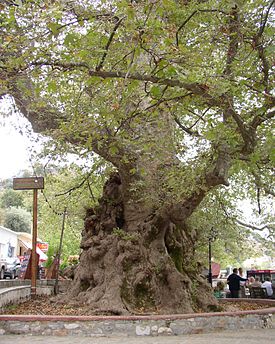 дерево на острове Крит, Греция.