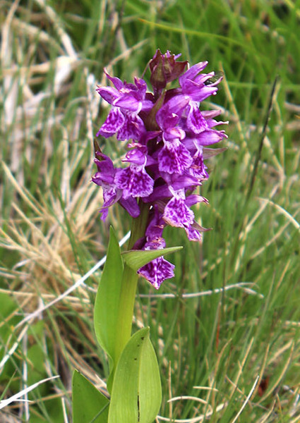 Dactylorhiza_euxina_31532714_(cropped).jpg